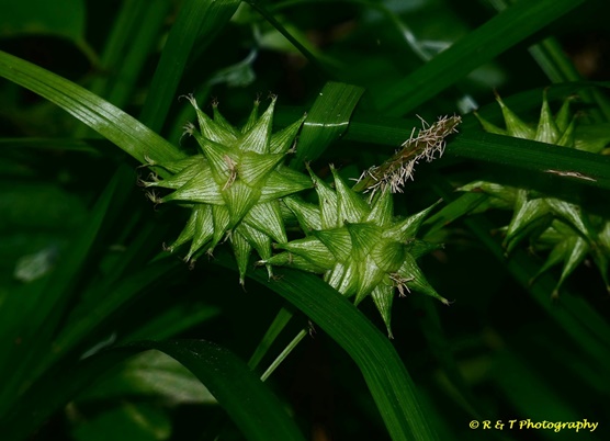{Carex grayi}